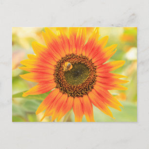 Hummeln auf Sonnenblume, Gemeindegarten Postkarte