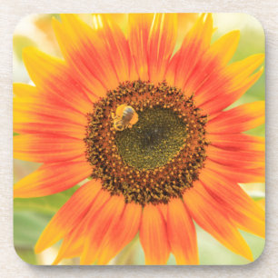 Hummeln auf Sonnenblume, Gemeindegarten Untersetzer