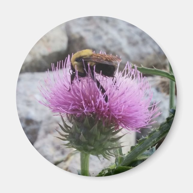 Hummeln ernten eine Lila Thristle-Blume Magnet (Vorne)