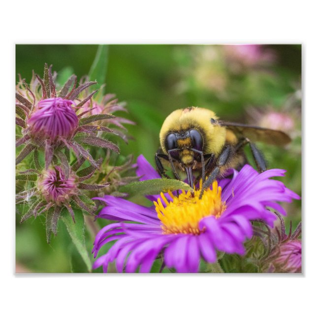 Hummeln Sammeln von Nektar aus Aster-Blume Fotodruck (Vorne)