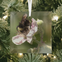 Hummeln sammelt Pollen Glass Ornament