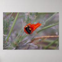 Hummeln schläft in einem Mohn aus Kalifornien