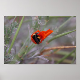 Hummeln schläft in einem Mohn aus Kalifornien Poster