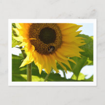 Hummeln & Sonnenblume Postkarte