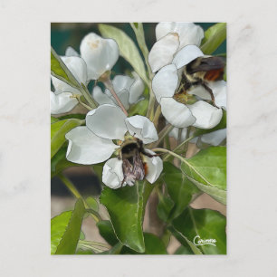 Hummeln und Blüten - Postkarte