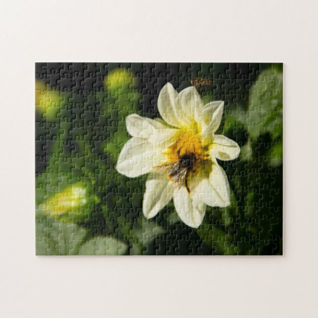 Hummeln und weißes Dahlia-Foto (Horizontal)