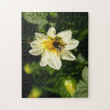 Hummeln und weißes Dahlia-Foto