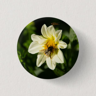 Hummeln und weißes Dahlia-Foto Button