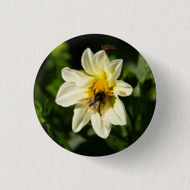 Hummeln und weißes Dahlia-Foto Button (Vorderseite)