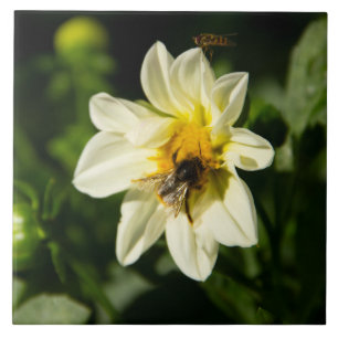 Hummeln und weißes Dahlia-Foto Fliese
