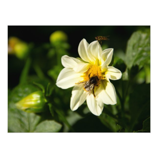 Hummeln und weißes Dahlia-Foto Fotodruck (Vorne)
