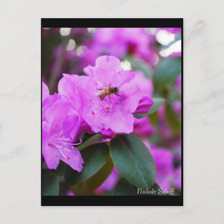 Hummelpostkarte Postkarte