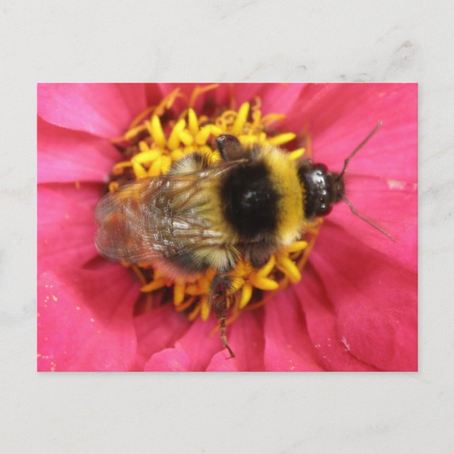 Hummelpostkarte Postkarte (Vorderseite)