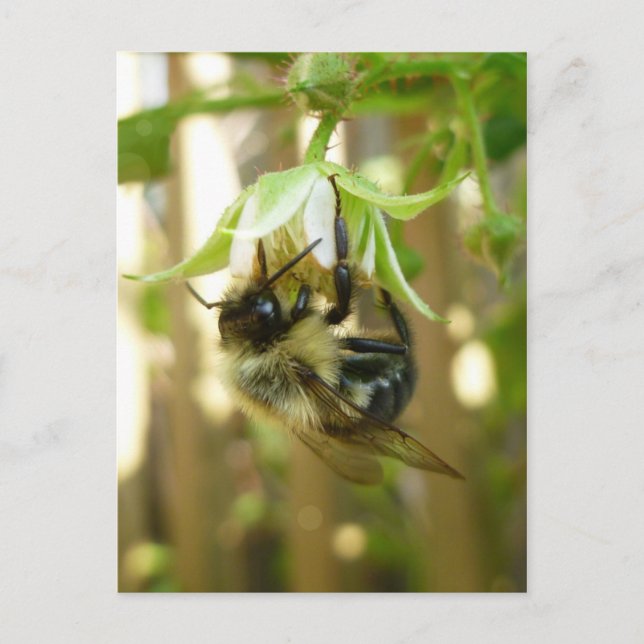 Hummelpostkarte Postkarte (Vorderseite)