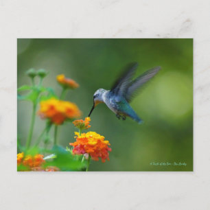 Hummer eines Hummingvogels! Postkarte