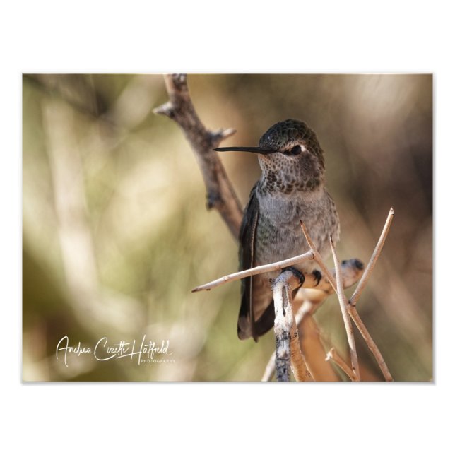 Hummer Fotodruck (Vorne)