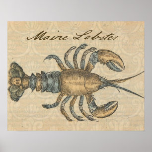 Hummer-Illustration Antik Maine Meeresfrüchte Poster