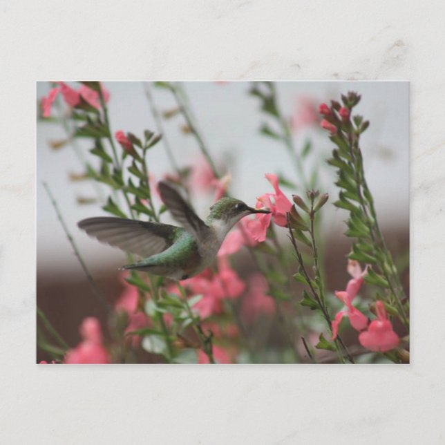 Hummer im Sommer II Postkarte (Vorderseite)