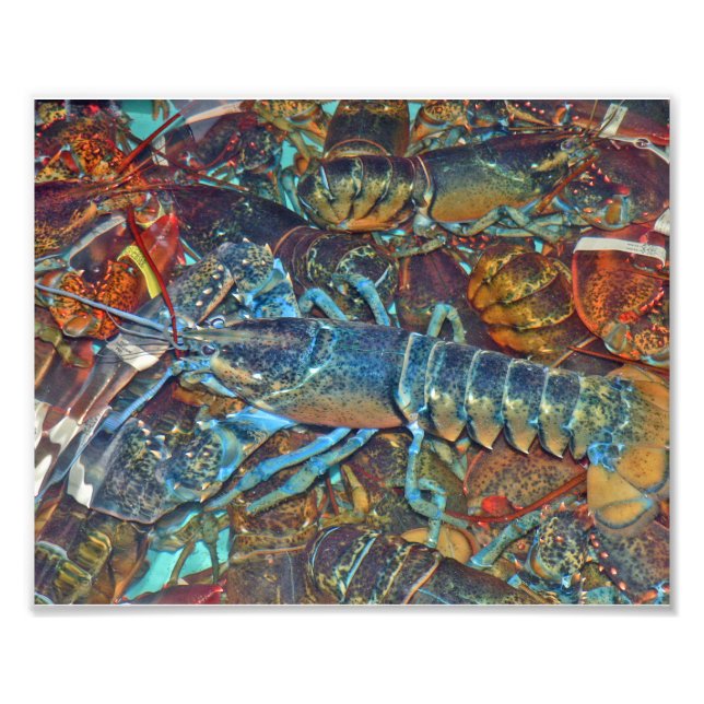 Hummer in einem Pfund, Maine Fotodruck (Vorne)