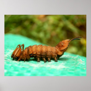 Hummer Moth Raupe Poster