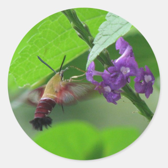 Hummer Moth Vervain Sticker (Vorderseite)
