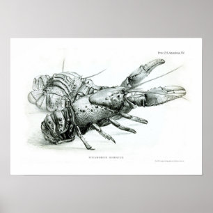 Hummer Poster
