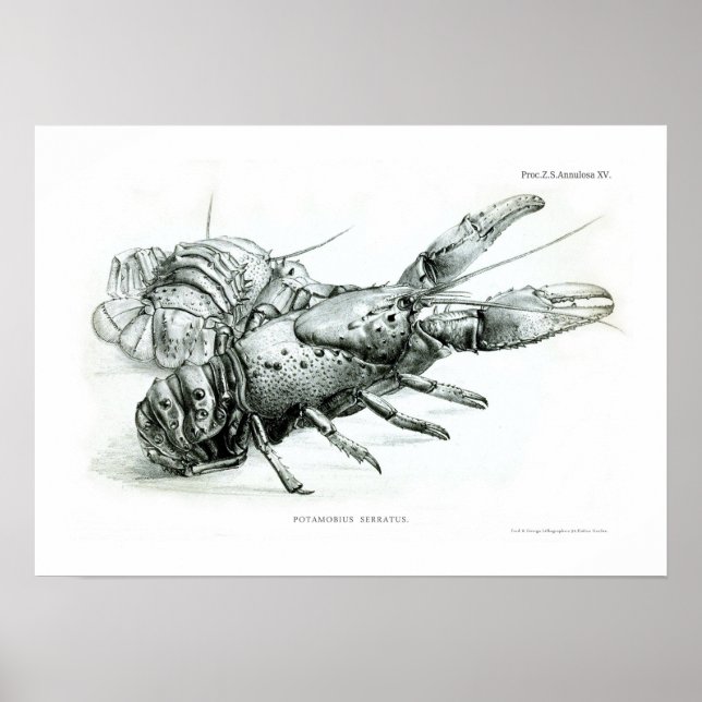 Hummer Poster (Vorne)
