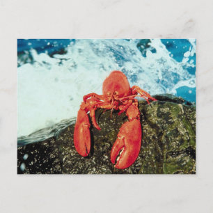 Hummer Postkarte