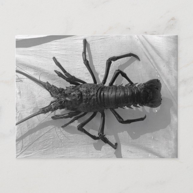 Hummer Schwarz-Weiß-Foto Postkarte (Vorderseite)