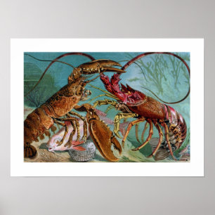 Hummer und Langoustine Poster