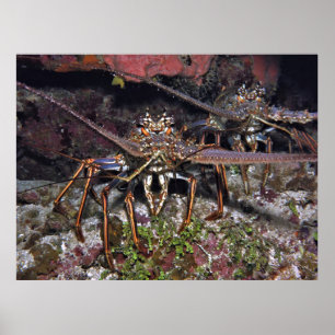 Hummerstarre Poster