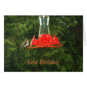 Humming Bird at Feeder