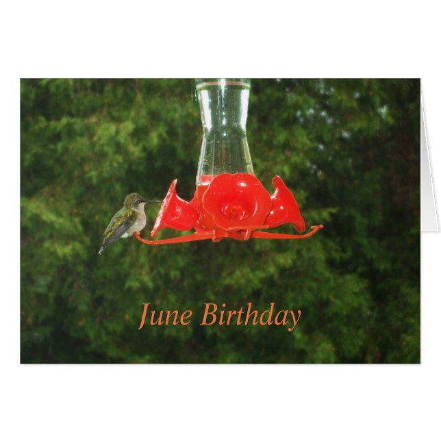 Humming Bird at Feeder (Devant horizontal)