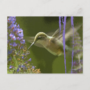 Humming Bird Harmony Postkarte