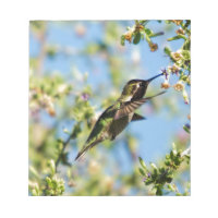 Humming Bird