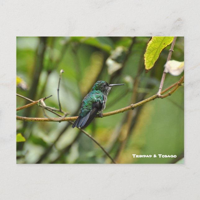 Humming Bird Postkarte (Vorderseite)
