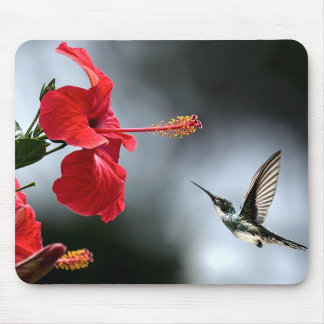 Humming Bird und Rote Blume Mousepad (Vorne)