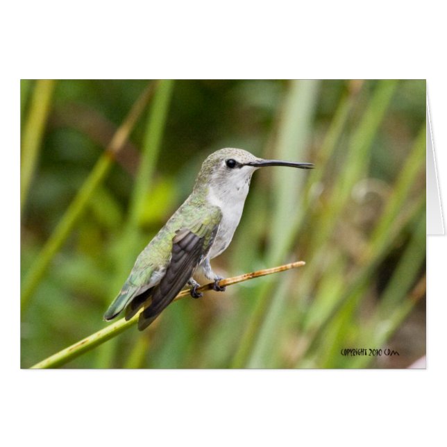 Hummingbird 069 (Vorderseite (Horizontal))