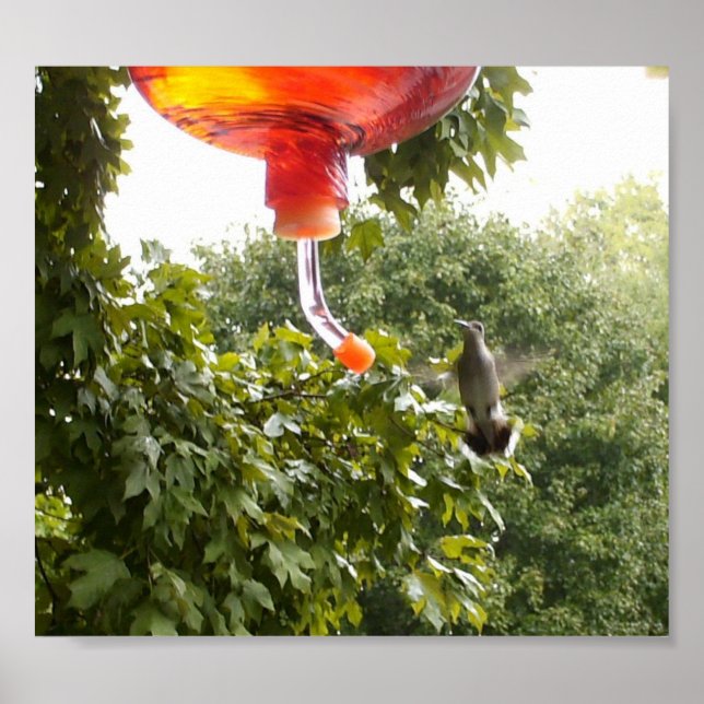 Hummingbird 2, Print Poster (Vorne)