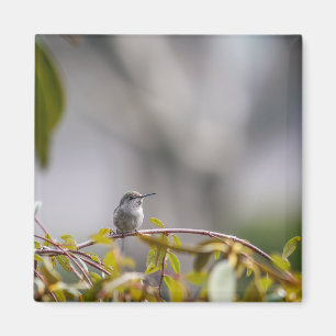 Hummingbird 3346 magnet