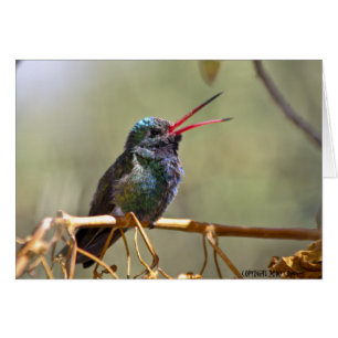 Hummingbird 468