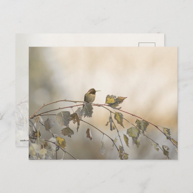 Hummingbird 5265 postkarte (Vorne/Hinten)