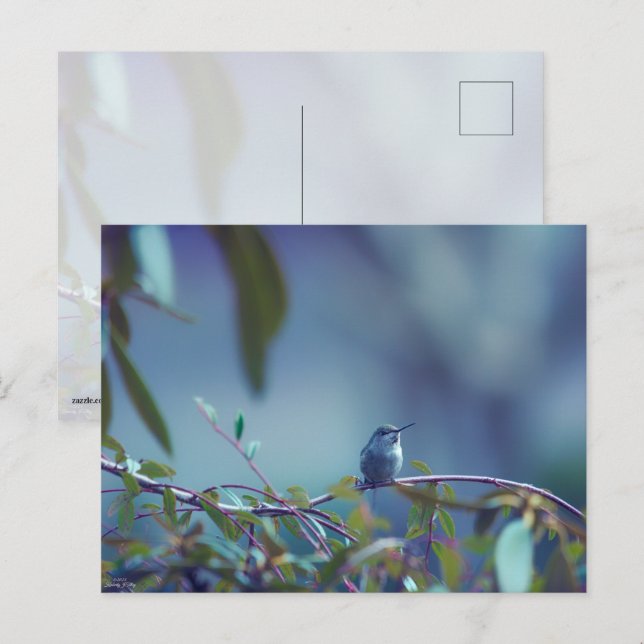 Hummingbird 5738 postkarte (Vorne/Hinten)