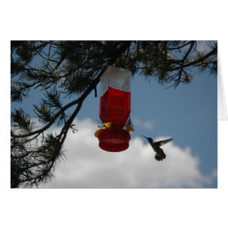 HUMMINGBIRD À LA FEEDER