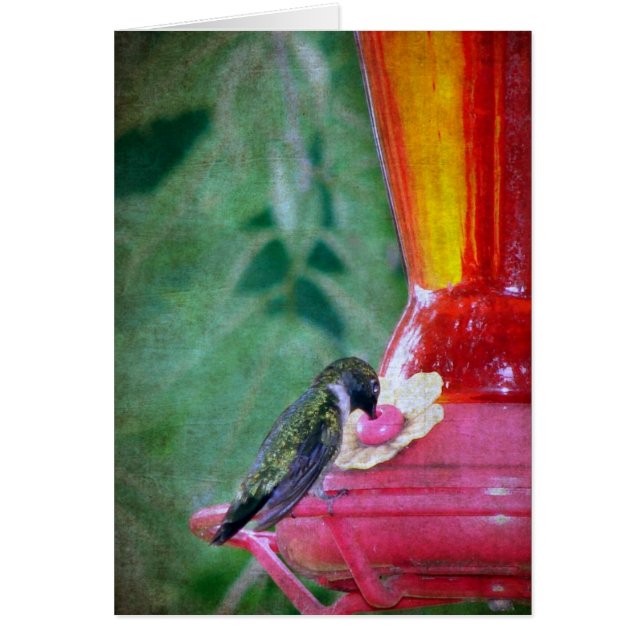 Hummingbird am Feeder (Vorne)