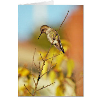 Hummingbird am Zweig