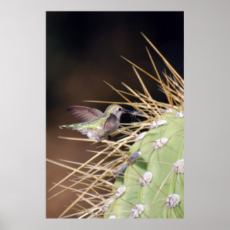 Hummingbird Ansammlung Nest Material Poster