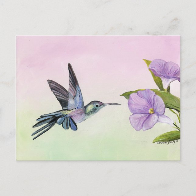 Hummingbird at Morning Glory bird art Carte postal (Devant)