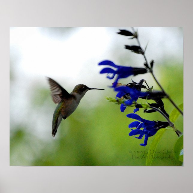 Hummingbird auf Blue Salvia Poster (Vorne)