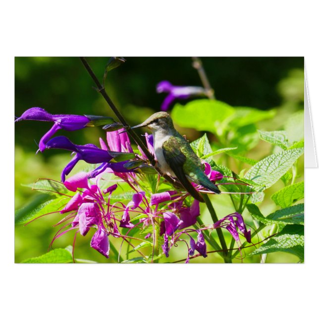 Hummingbird auf der Minze von Hummingbird (Vorderseite (Horizontal))